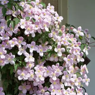 Клематис ГОРНЫЙ в Тольятти