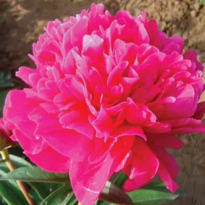 Пион РУБИНОВЫЙ СВЕТ травянистый в Тольятти