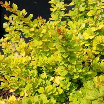 Барбарис СЕНСЕЙШЕН тунберга в Тольятти