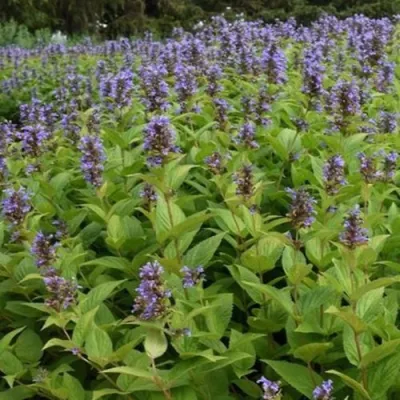 Котовник БЛЮ ДРИМС полусидячий в Тольятти