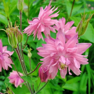 Аквилегия БАРЛОУ ПИНК гибрид МакКаны в Тольятти