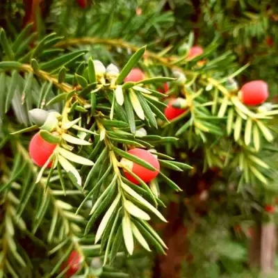 Тис ДАВИД ягодный в Тольятти