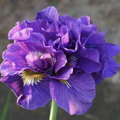 саженцы ириса