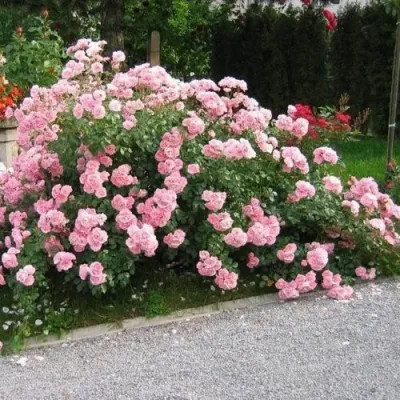 Роза БОНИКА флорибунда в Тольятти