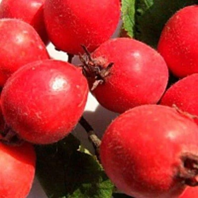 Боярышник КРУПНОПЛОДНЫЙ в Тольятти