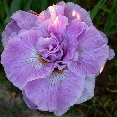 Ирис ИМПЕРИАЛ ОПАЛ сибирский в Тольятти