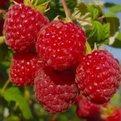 Малина ЭЛЕГАНТНАЯ в Тольятти