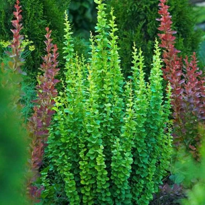 Барбарис ЭРЕКТА тунберга в Тольятти