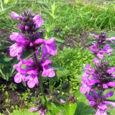 Буквица крупноцветковая в Тольятти