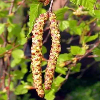 Береза бородавчатая в Тольятти