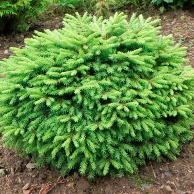 Ель НИДИФОРМИС обыкновенная в Тольятти