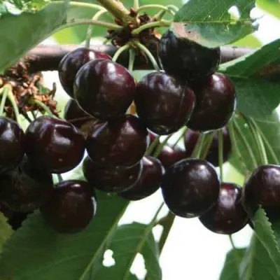 Черешня НАПОЛЕОН в Тольятти