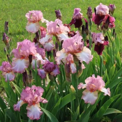 Ирис БЛАШИНГ ПИНК бородатый в Тольятти