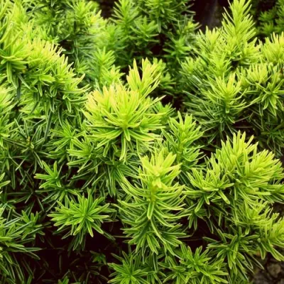 Тис ДАВИД ягодный в Тольятти