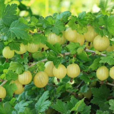 Крыжовник БЕРИЛЛ в Тольятти