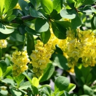 Барбарис ИНДИАН САММЕР  в Тольятти