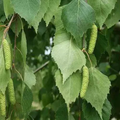 Береза бородавчатая в Тольятти