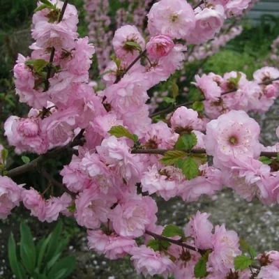 Миндаль ТРЁХЛОПАСТНЫЙ (луизеания) в Тольятти