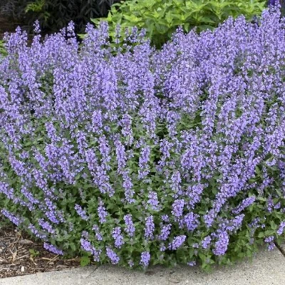 Котовник СИКС ХИЛЛС ГИАНТ в Тольятти