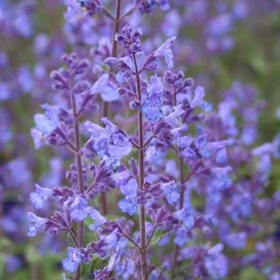 Котовник КИТ КЭТ фассена в Тольятти