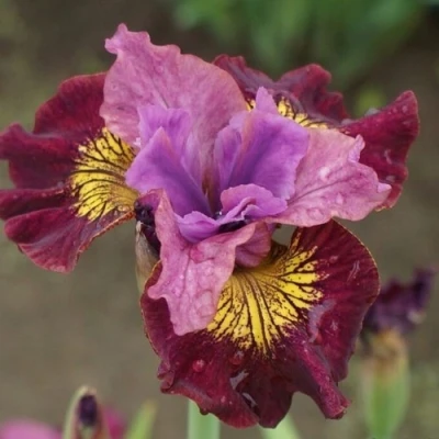 Ирис МИСС ЭППЛ сибирский в Тольятти