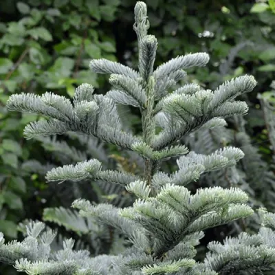 Пихта благородная в Тольятти