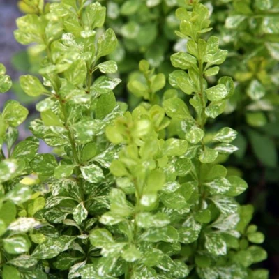 Барбарис ПАУ ВАУ тунберга в Тольятти