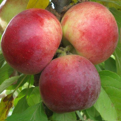 Яблоня БАЛЕРИНА ФЛАМЕНКО колонновидная в Тольятти