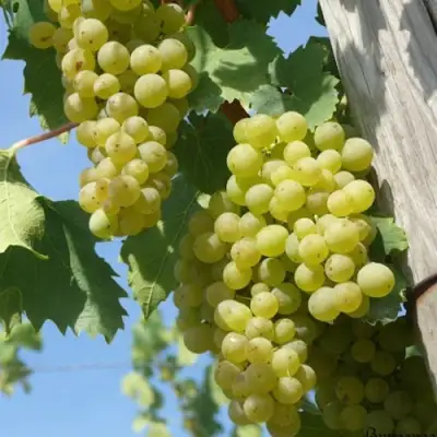 виноград солярис