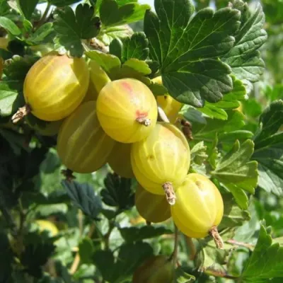 Крыжовник БЕРИЛЛ в Тольятти