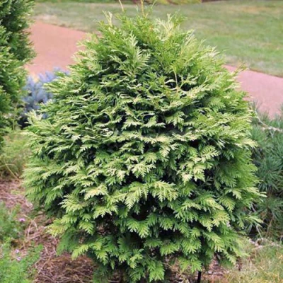 Туя ВАРЕАНА ЛЮТЕСЦЕНС западная в Тольятти