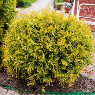 Туя КОЛЛЕРС ГОЛД складчатая в Тольятти