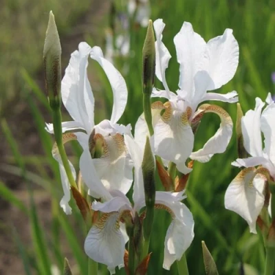 Ирис АЛЬБА сибирский в Тольятти
