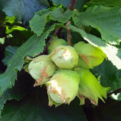 Фундук ТАМБОВСКИЙ РАННИЙ в Тольятти