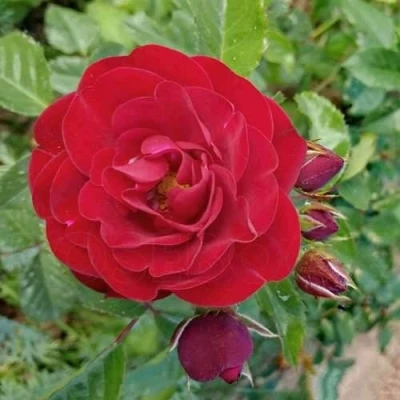саженцы розы Кордула