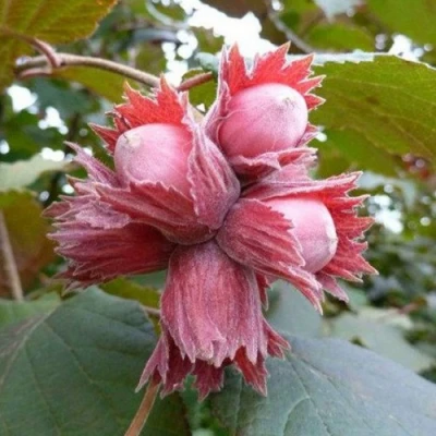 Фундук СКАРЛЕТТ в Тольятти