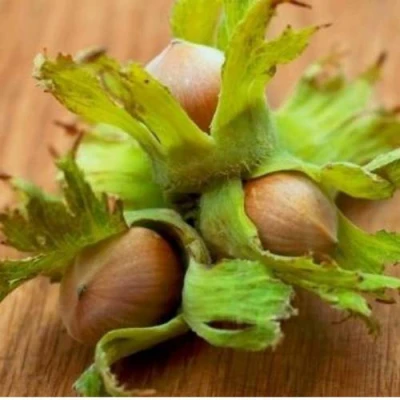 Фундук ГИГАНТ ТАМБОВСКИЙ в Тольятти