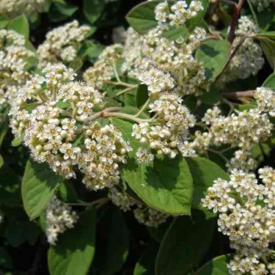 Кизильник пузырчатый в Тольятти