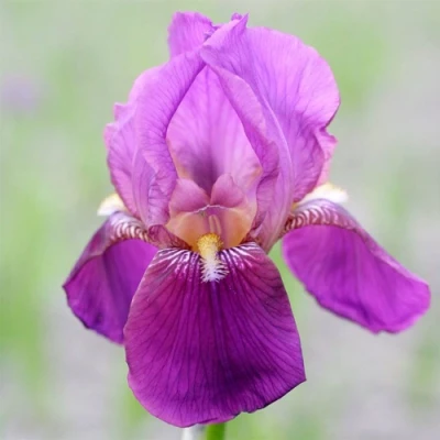 Ирис ИМПЕРАТОР бородатый в Тольятти