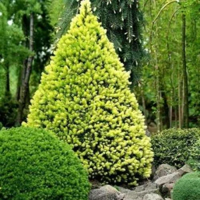 Ель РЕЙНБОУЗ ЭНД сизая в Тольятти