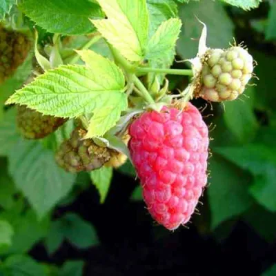 Малина ПАТРИЦИЯ в Тольятти