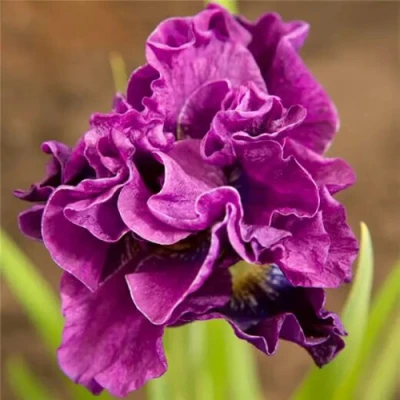 Ирис БАНДЛ ОВ ДЖОЙ сибирский в Тольятти