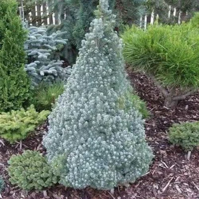 Ель САНДЕРС БЛЮ канадская в Тольятти