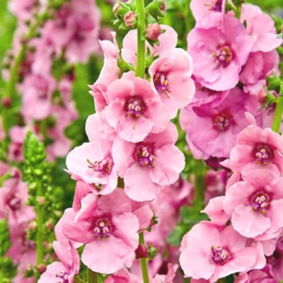Коровяк ПИНК ДОМИНО гибридный (вербаскум) в Тольятти