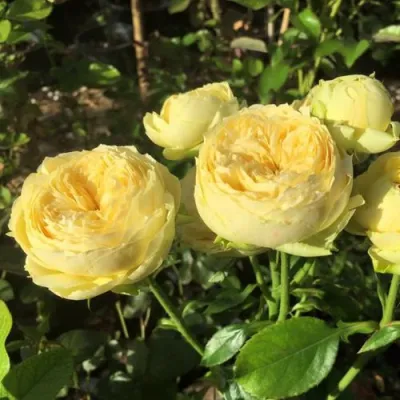 Роза КАТАЛИНА спрей в Тольятти