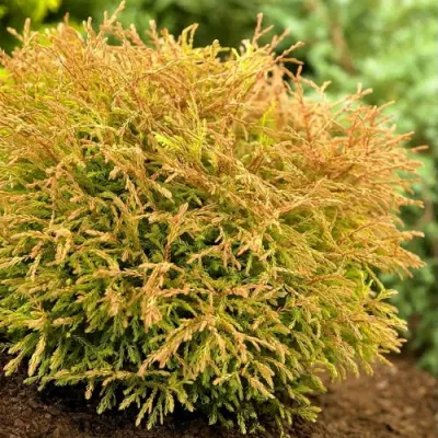 Туя ГОЛДЕН ТАФФЕТ западная в Тольятти