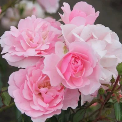 Роза БОНИКА флорибунда в Тольятти