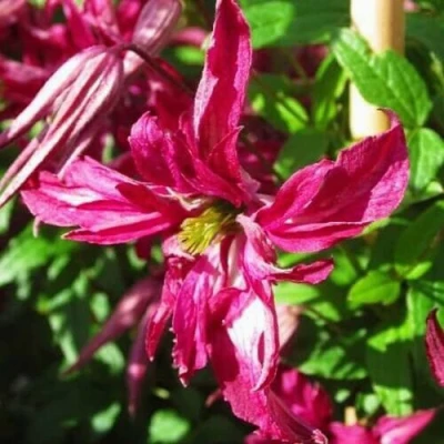 Клематис РОЗАЛИН в Тольятти