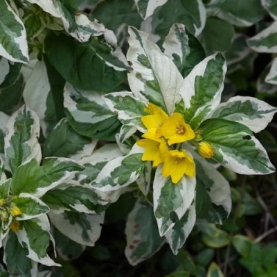Вербейник АЛЕКСАНДР точечный в Тольятти