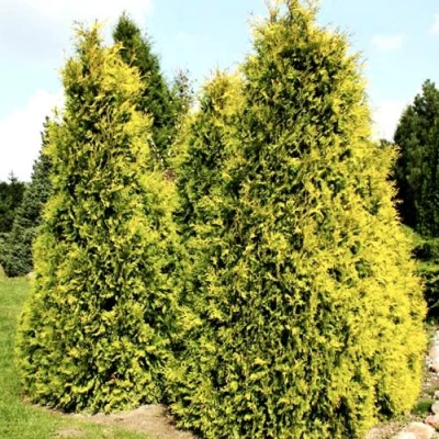 Туя САЛЛАНД западная в Тольятти